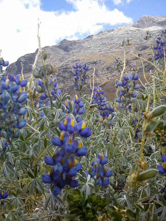 Flores a mais de 4 mil metros de altitude, no trekking de Santa Cruz, na Cordillera Blanca, região de Huaraz - Peru